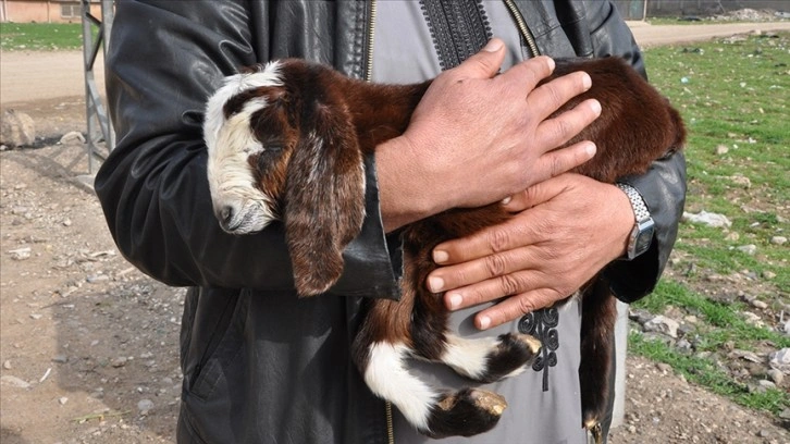 Çöp konteyneri yanında buldukları engelli oğlağa bebek gibi bakıyorlar