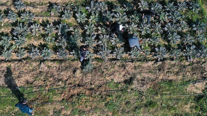 Çöplüktü meslek liselilerin eliyle bostana dönüştü