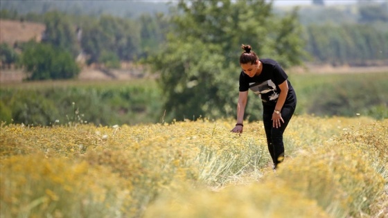 Çukurova'da tıbbi ve aromatik bitki ekim alanı genişliyor