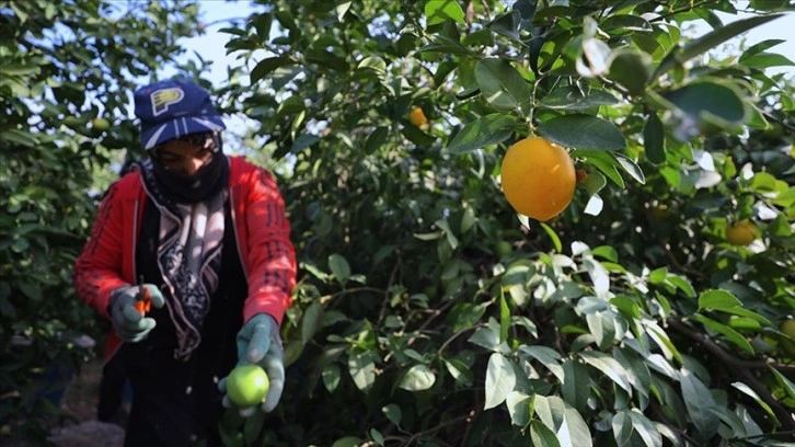 Çukurovalı limon üreticileri fiyat desteği istiyor