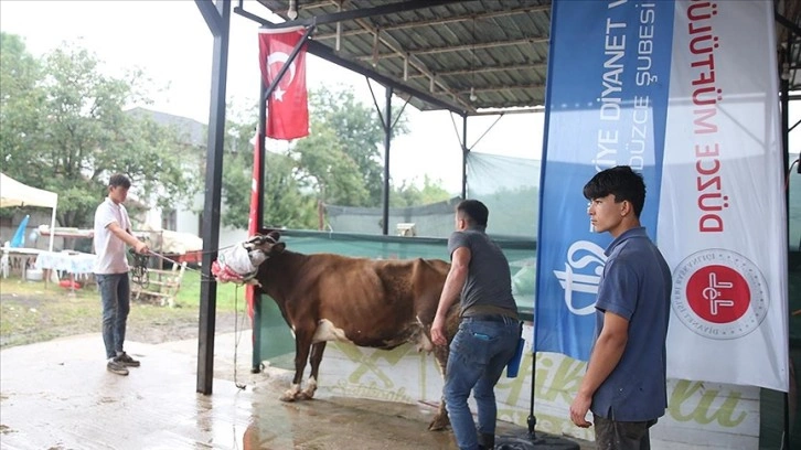 Cumhurbaşkanı Erdoğan'ın TDV'ye bağışladığı kurban Düzce'de kesildi