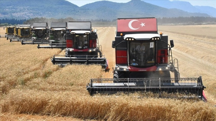 Dalaman TİGEM'de yerli tohum buğdayın hasadına başlandı