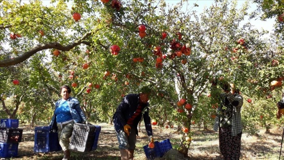 Dalyan narında verim de fiyat da yüksek