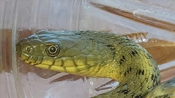 Damalı su yılanı ölü taklidi yaparak hayatta kalma şansını artırıyor