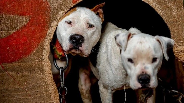 Danıştaydan 'American Staffordshire Terrier' kararı