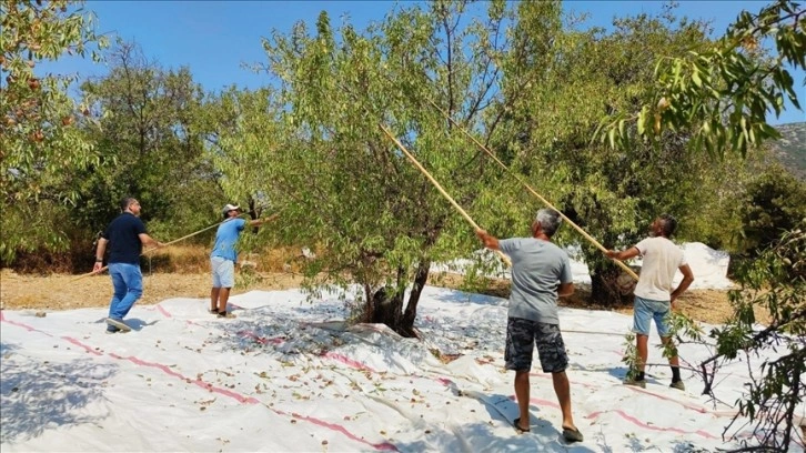 Datça'da badem hasadına başlandı