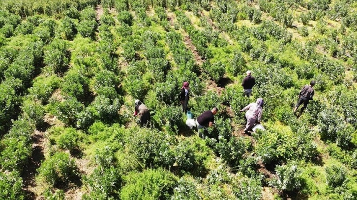 Datça'da erkenci bakla ve bezelye hasadına başlandı