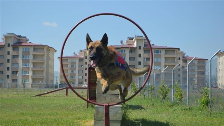 'Dedektör köpekler' jandarmaya operasyonlarda güç katıyor