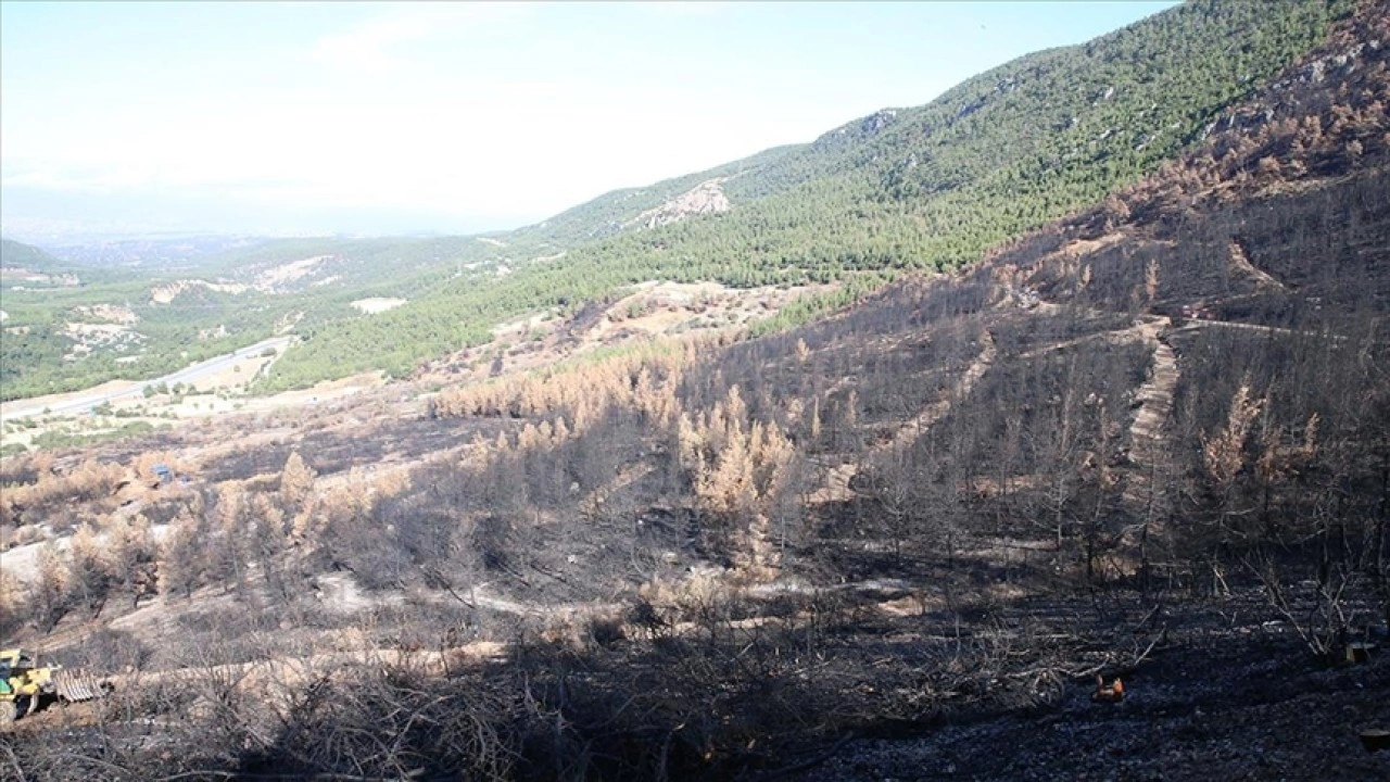Denizli ve Uşak'ta 20 yılda 306 milyon fidan toprakla buluşturuldu
