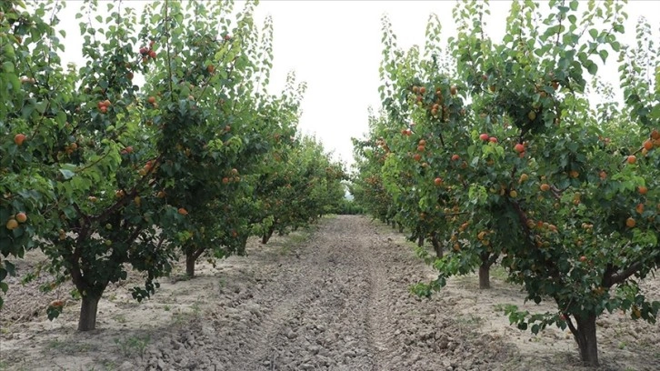 Denizli'de nara alternatif dikilen kayısıdan sezonda 4 bin ton rekolte bekleniyor