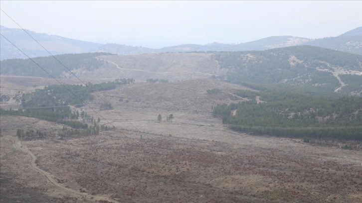 Denizli'de yangında zarar gören ormanlık alana 745 bin fidan dikildi