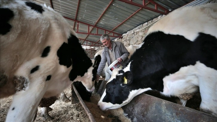 Depremde yıkılan ahırda hayvanlarını kaybeden besiciye büyükbaş desteği sağlandı