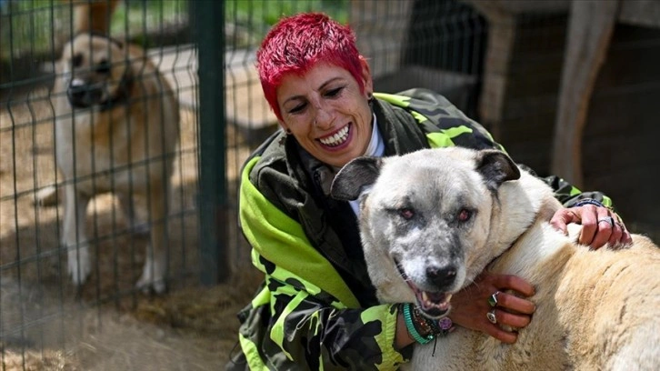 Depremden yaralı kurtarılan sahipsiz köpek artık daha