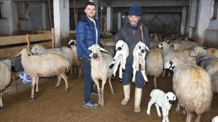 Depremzede besiciler devlet desteğiyle üretime devam ediyor