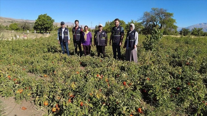 Destekle domates üretimine başlayan kadın girişimci bu sezon tonlarca ürün bekliyor