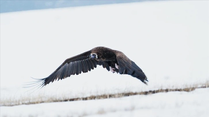 Dev kanatlı kara akbabaların Kars'taki popülasyonu artıyor