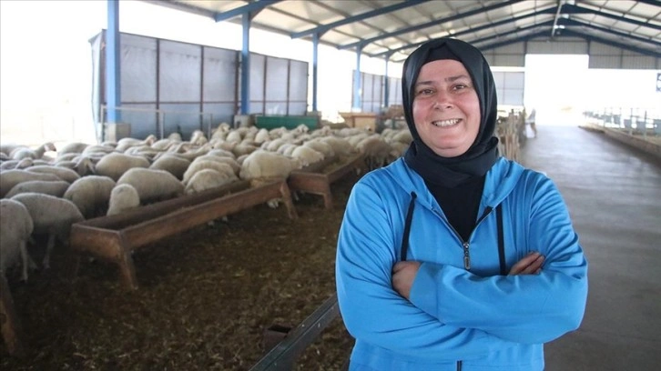 Devlet desteğiyle çiftlik kuran kadın, koyun sayısını 150'den 350'ye çıkardı