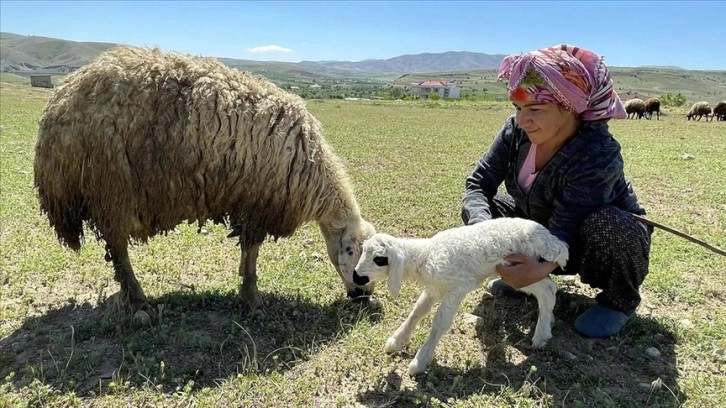 Devletten aldığı hibeyle sürü sahibi olan kadın, köye yerleşti