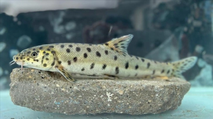Dicle Nehri'nde "leopar sazanı" tespit edildi