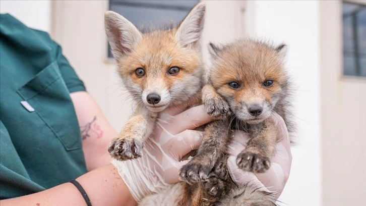 "Dicle" ve "Fırat" ismi verilen öksüz kızıl tilki yavrularına titiz bakım