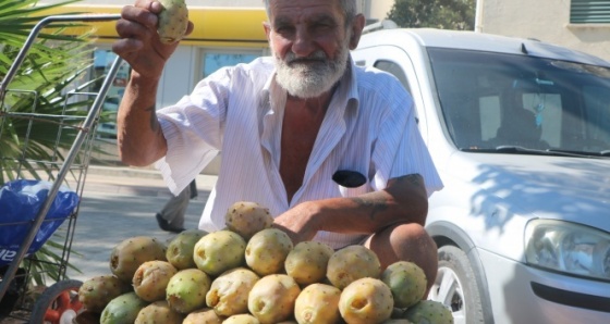 Dikenli incir geçim kaynağı oldu