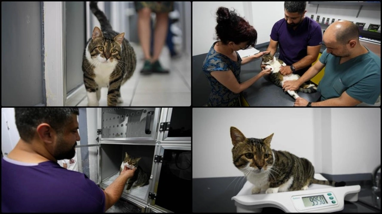 Diyabet hastası kedi kök hücre nakliyle sağlığına kavuştu
