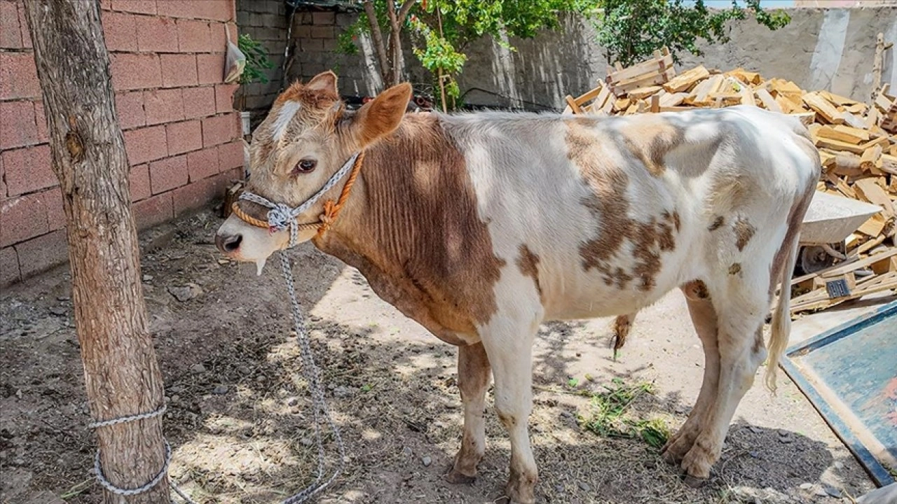 Diyarbakır'da 3 aylıkken ahırdan kaçan buzağı 9 ay sonra bulundu