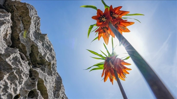 Diyarbakır'da açan endemik makam çiçekleri ve ters laleler doğaya renk kattı