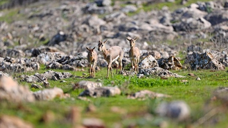 Doğa Koruma ve Milli Parklar Genel Müdürlüğü yaban hayatını yerinde izliyor ve koruyor