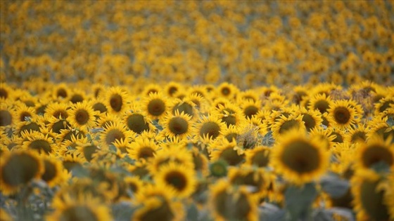 'Doğanın sarı gelini' çiçeklendi