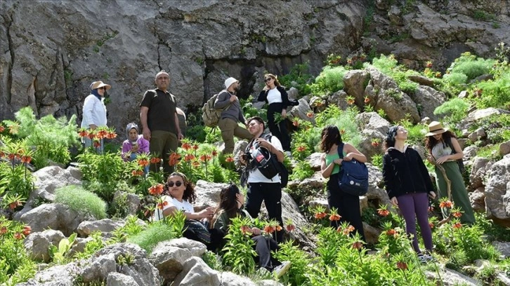 Doğaseverler, Siirt'in Bacavan Yaylası'nda ters laleleri görüntüledi