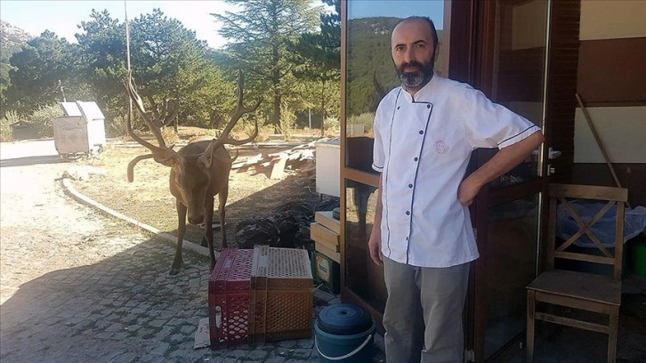 Doğaya bırakılan kızıl geyik, Spil Dağı'ndaki restoranın 