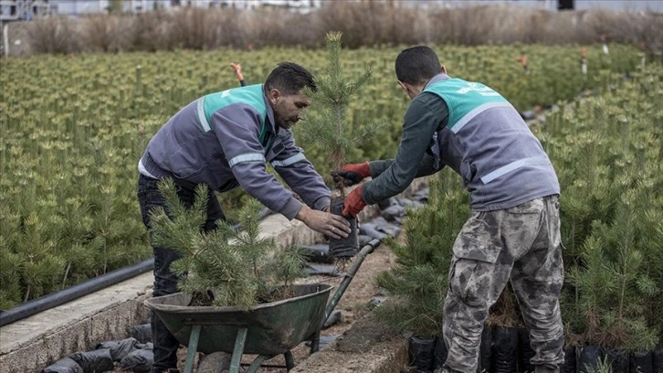 Doğu Anadolu'daki 6 ilde 77 bin 200 fidan toprakla buluşturulacak