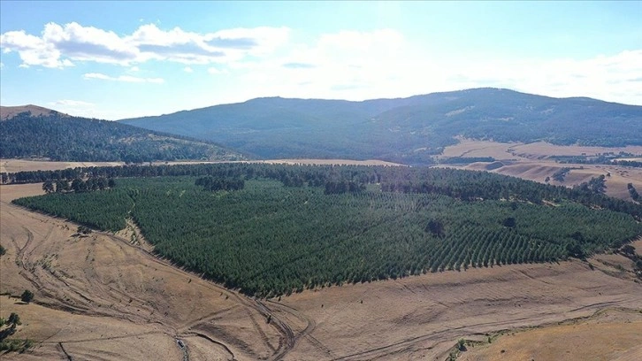 Doğu Anadolu'nun ormanları gençleştirilerek geleceğe taşınıyor