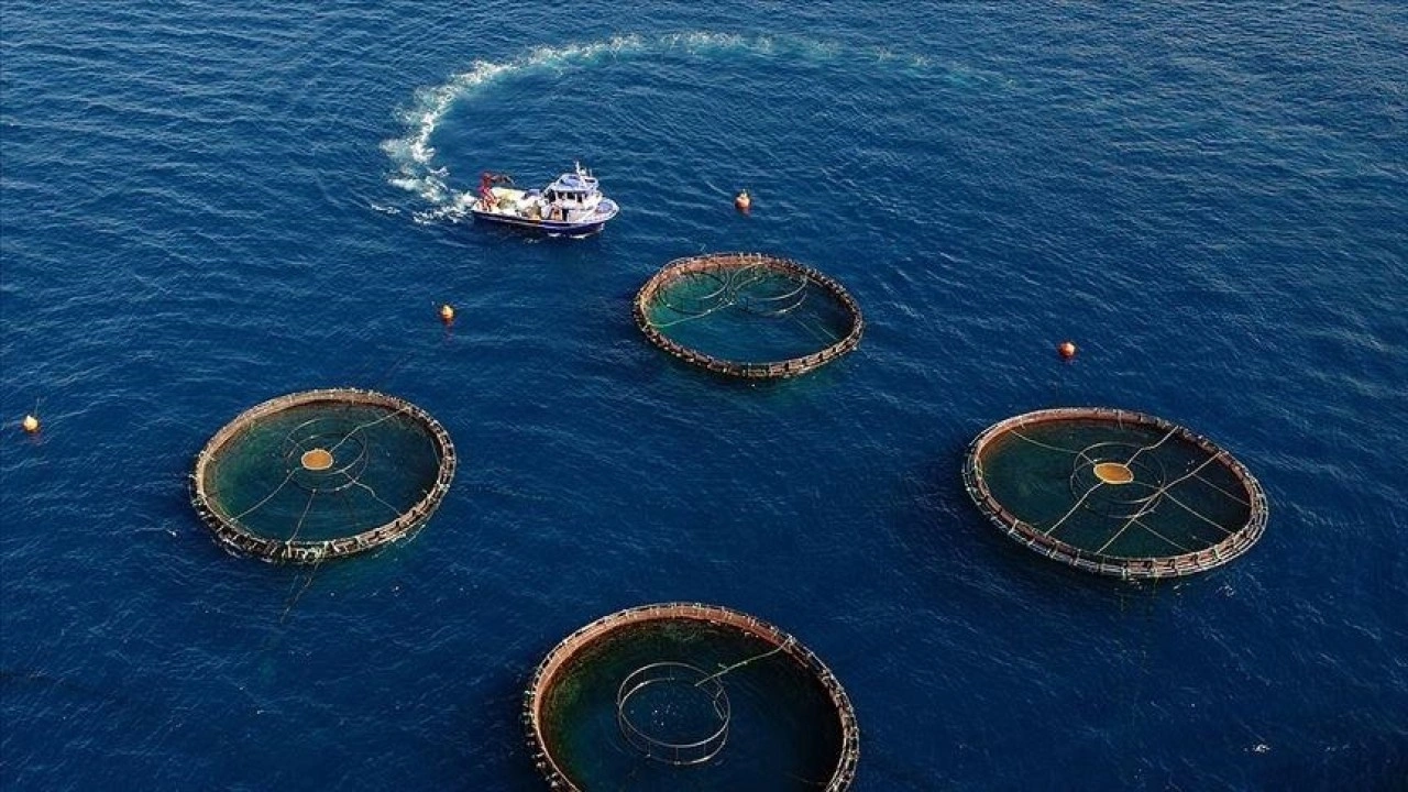 Doğu Karadeniz'in 5 aylık su ürünleri ihracatı 69,8 milyon doları aştı