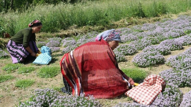 Doğu Karadeniz'de kalkınmaya 2023'te 1 milyar lira destek hedefleniyor