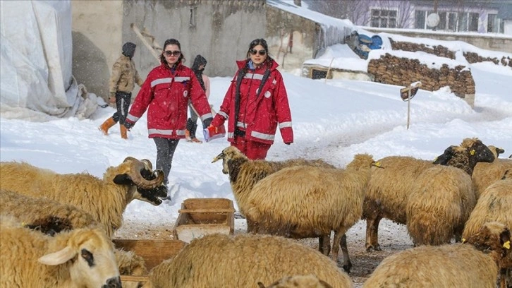Doğu'daki veteriner hekimler ağır kış koşullarında hayvanların tedavisini aksatmıyor
