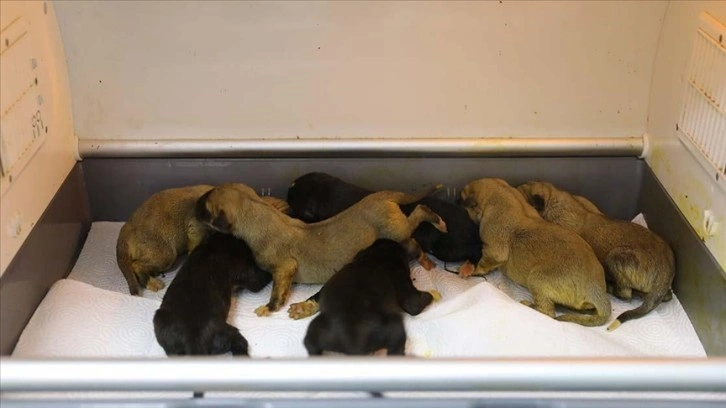 Donmaktan kurtardıkları yeni doğan köpek yavrularına 'bebek gibi' bakıyorlar