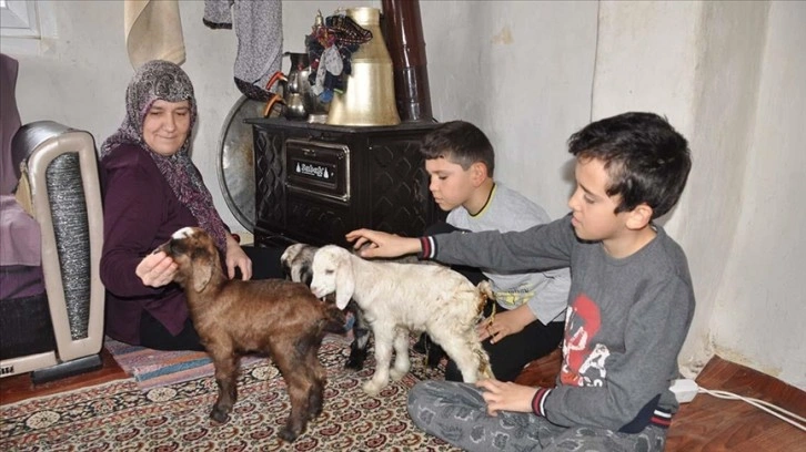 Donmasınlar diye eve aldıkları üçüz oğlaklara çocukları gibi bakıyorlar