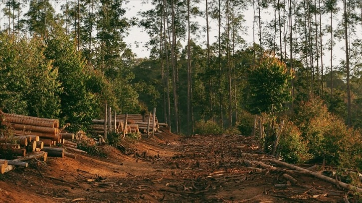 Dünyanın en büyük 3 et üreticisi, Brezilya'daki Cerrado savanasını ormansızlaştırmakla suçlandı
