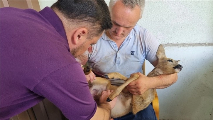 Düzce'de köpeklerin saldırısından kurtarılan karaca yavrusu tedavi altına alındı