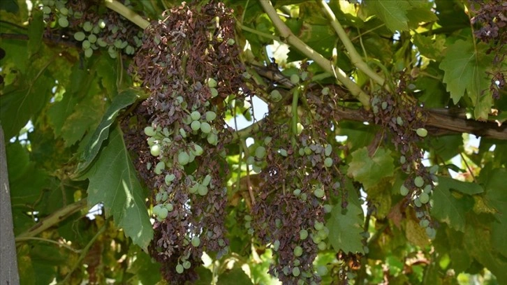 Düzensiz ve kuvveti yağış nedeniyle Manisa'da üzüm bağlarını 