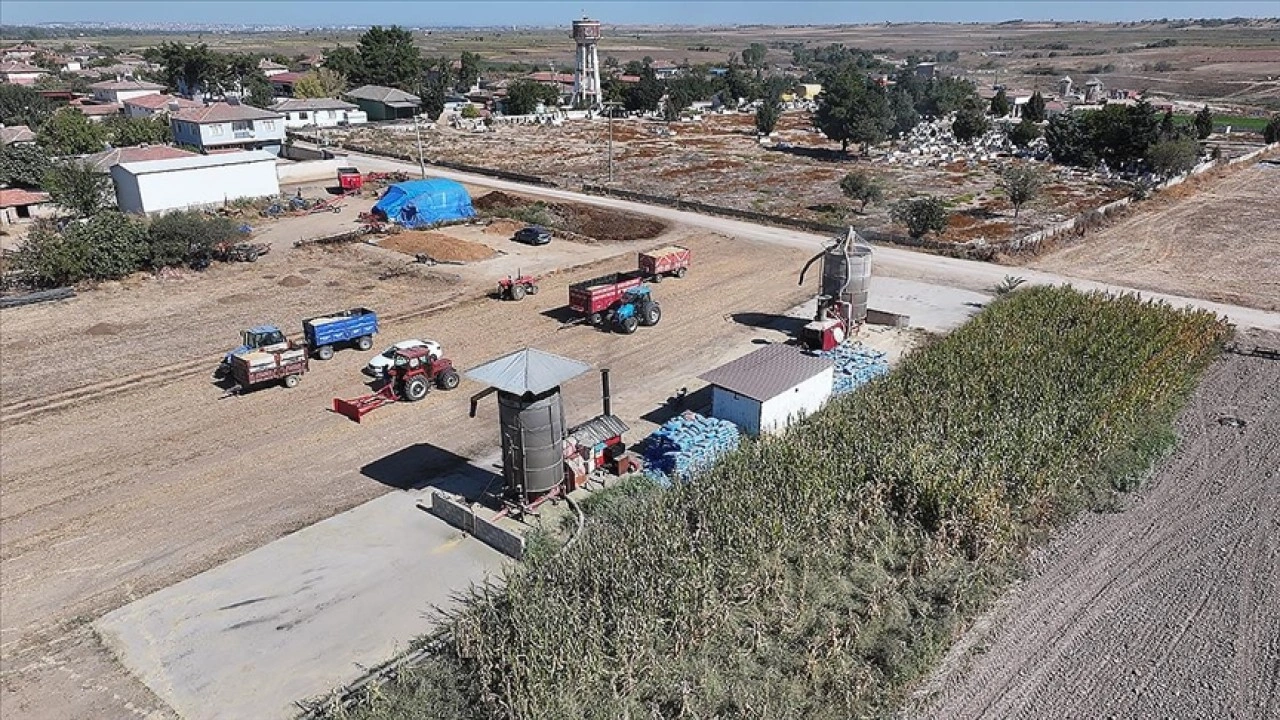Edirne'de çeltik üreticisi hem hasat hem kurutma mesaisi yapıyor