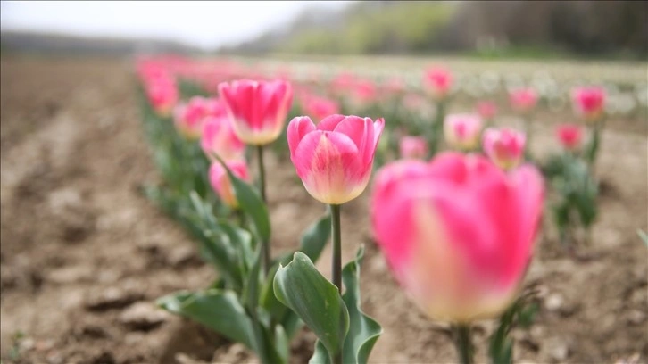 Edirne'de deneme bahçesinde yetiştirilen tıbbi aromatik bitkiler çiftçilere örnek oluyor