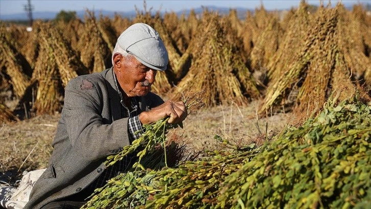 Edirne'de geç ekim susam hasadına başlandı