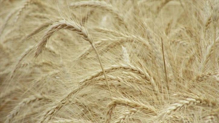 Edirne'de hastalıklara ve soğuğa dayanıklı yüksek verimli buğday çeşitleri geliştirildi