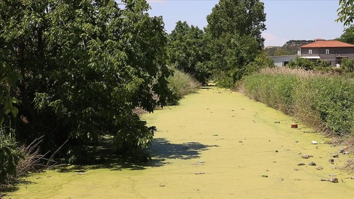 Edirne'de vatandaşlar yüzeyi yosun ve çöple kaplanan su tahliye kanalının temizlenmesini istiyor