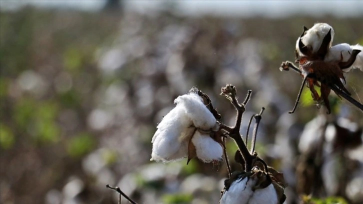 Ege Bölgesi'nde 179 bin ton pamuk üretimi bekleniyor