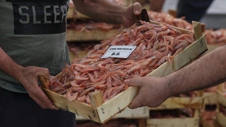 Ege'nin kara kabuk midyesini BAE, salyangozunu Fransa tercih ediyor