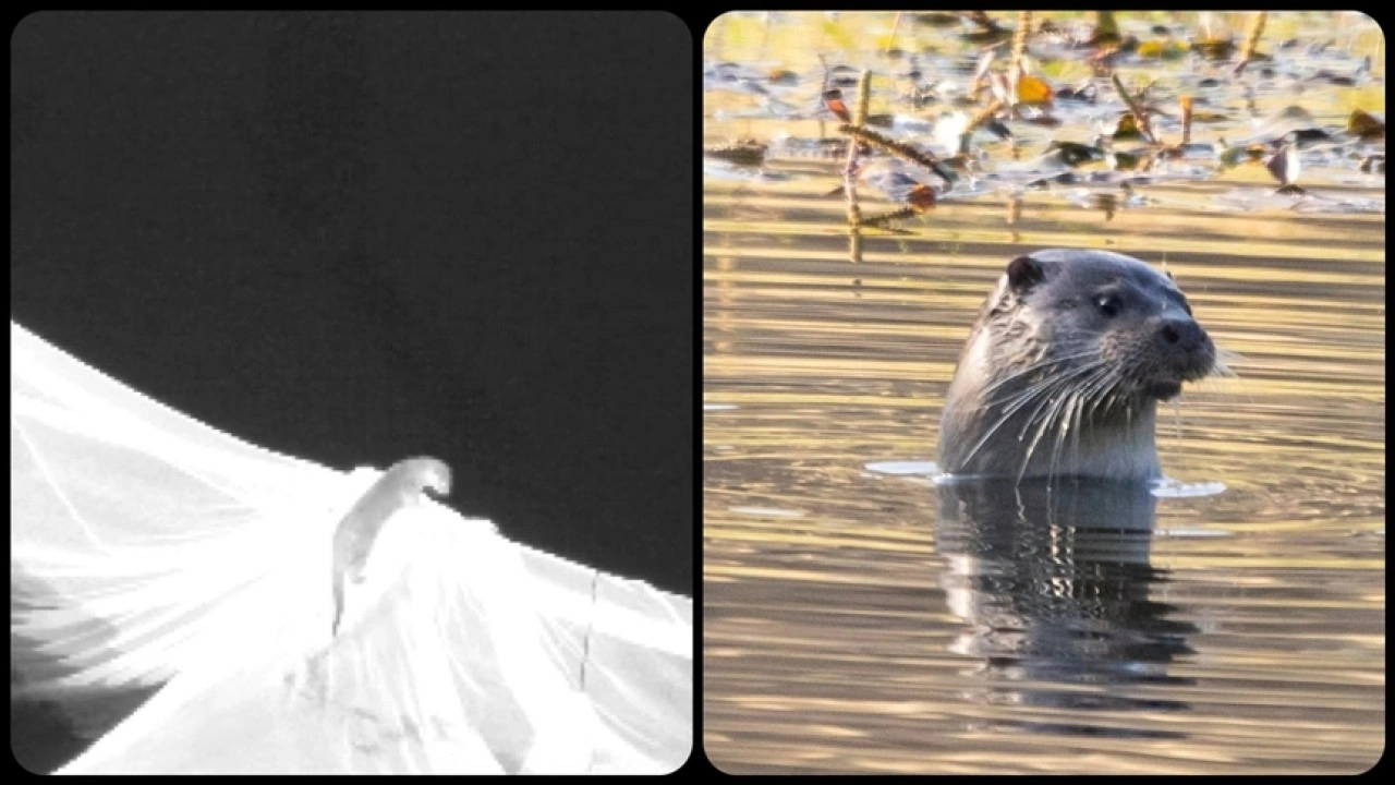 Elazığ'da nesli tehlike altındaki su samuru görüntülendi